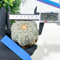 Astrophytum Super Kabuto (#T6B) | Nevada Botanical Shop | 3" Pot