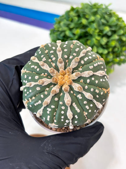 Astrophytum 5-Rib (t10) (p2) | Imported From Japan/korea