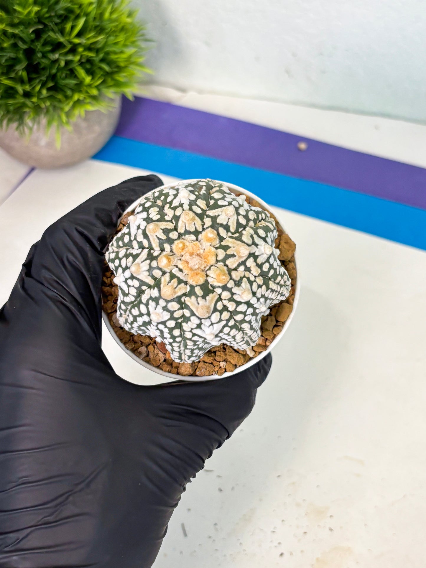Astrophytum V-Type (at6) (r2) | Rare Star Cactus