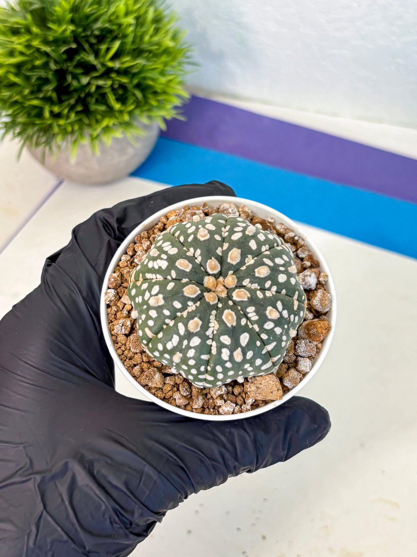 Astrophytum Super Kabuto (at1) (10) | Collection Plant | Rare Cactus