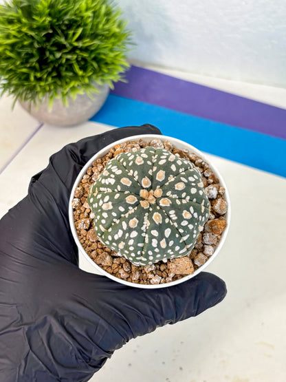 Astrophytum Super Kabuto (at1) (10) | Collection Plant | Rare Cactus