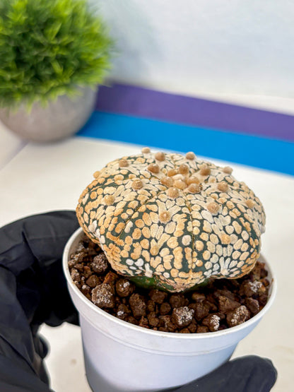 Astrophytum V Type (at4) (10) | Star Cactus