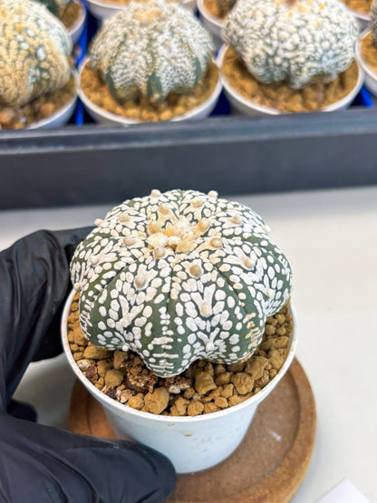 Astrophytum Star Shape (at3) (r1) | Rare Cactus
