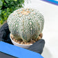 Astrophytum Super Kabuto (#T6B) | Nevada Botanical Shop | 3" Pot