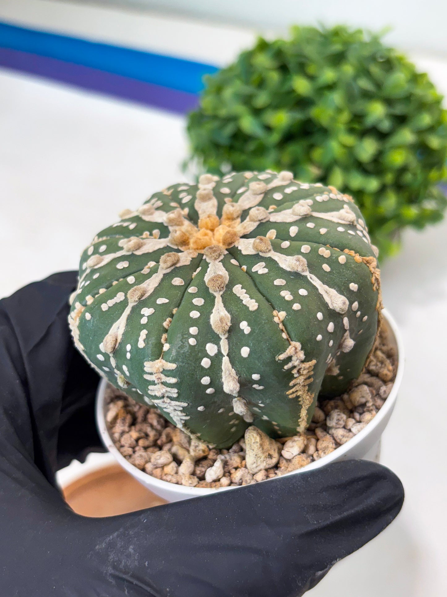 Astrophytum 5-Rib (t10) (p2) | Imported From Japan/korea