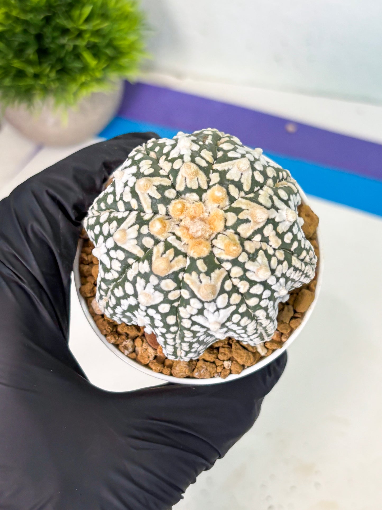 Astrophytum V-Type (at6) (r2) | Rare Star Cactus