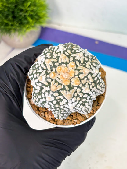 Astrophytum V-Type (at6) (r2) | Rare Star Cactus