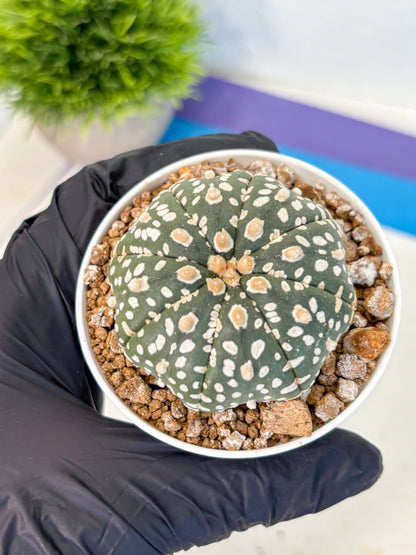 Astrophytum Super Kabuto (at1) (10) | Collection Plant | Rare Cactus