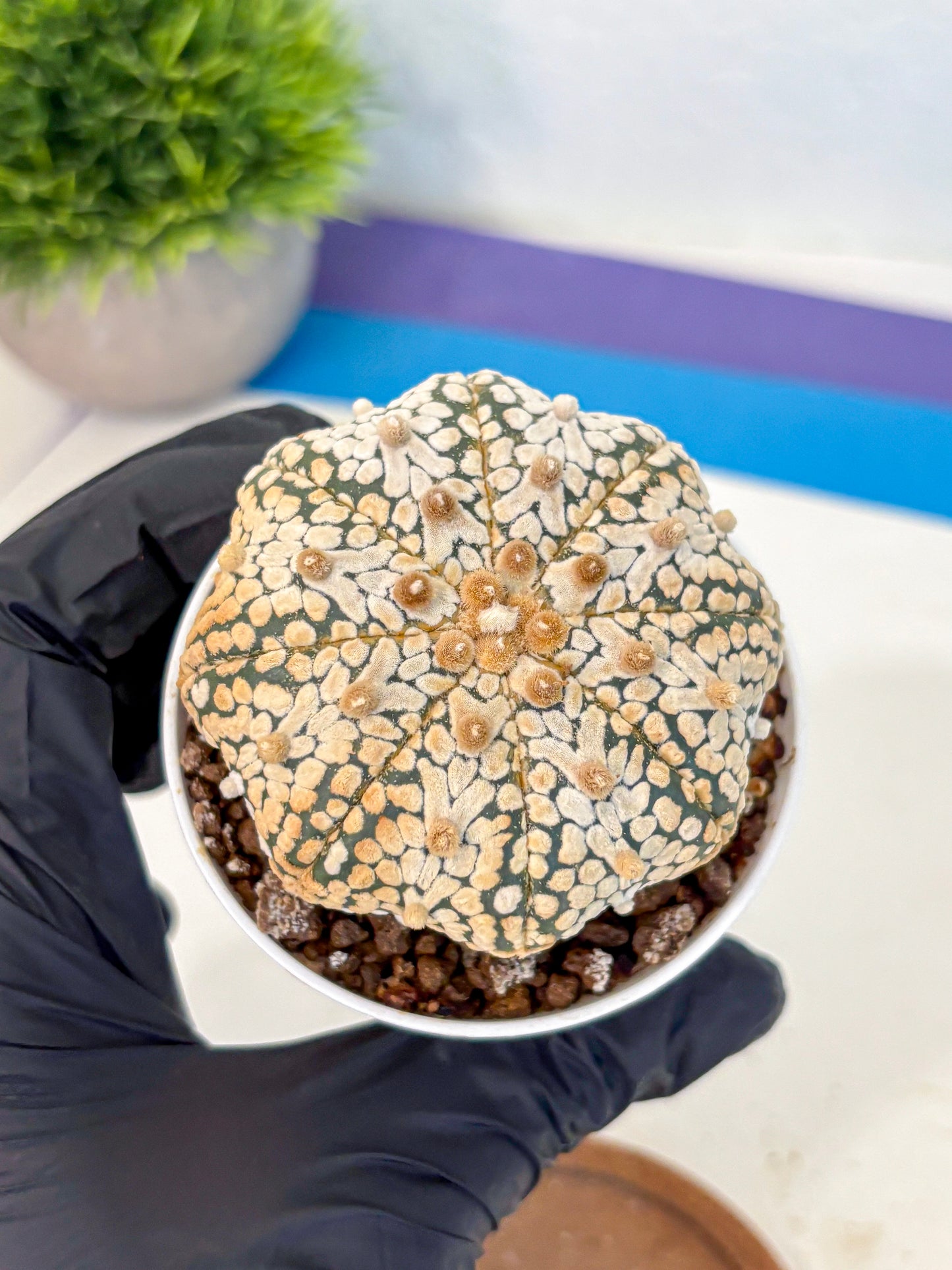 Astrophytum V Type (at4) (10) | Star Cactus