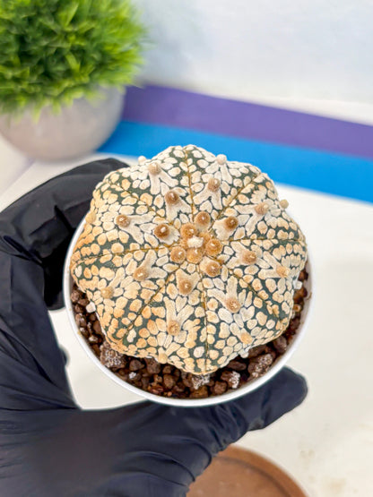 Astrophytum V Type (at4) (10) | Star Cactus
