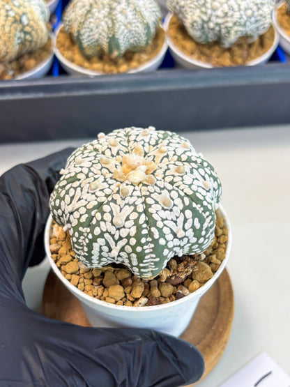 Astrophytum Star Shape (at3) (r1) | Rare Cactus