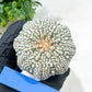 Astrophytum Super Kabuto (#T6B) | Nevada Botanical Shop | 3" Pot