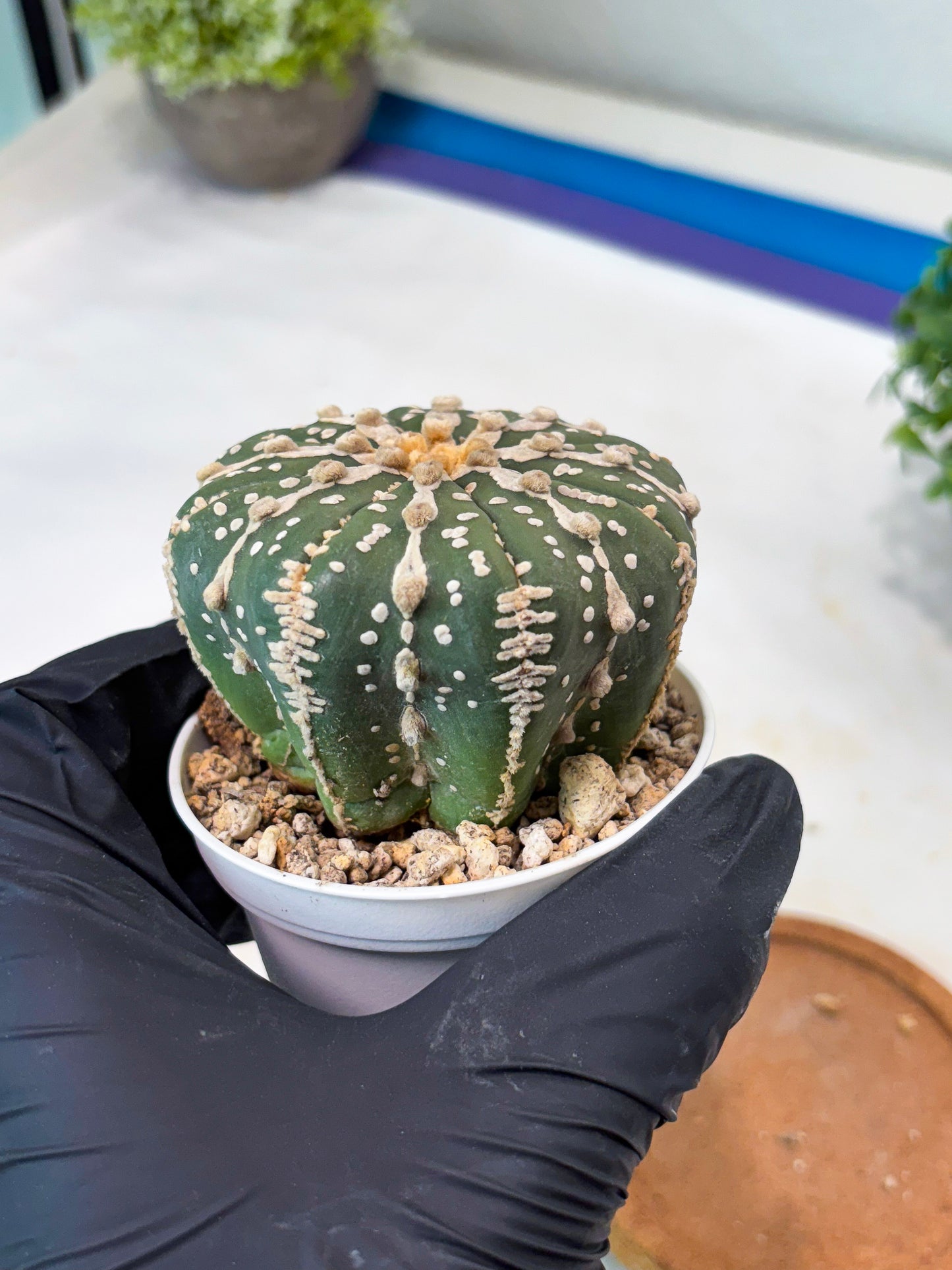 Astrophytum 5-Rib (t10) (p2) | Imported From Japan/korea