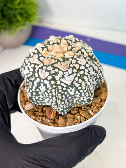 Astrophytum V-Type (at6) (r2) | Rare Star Cactus