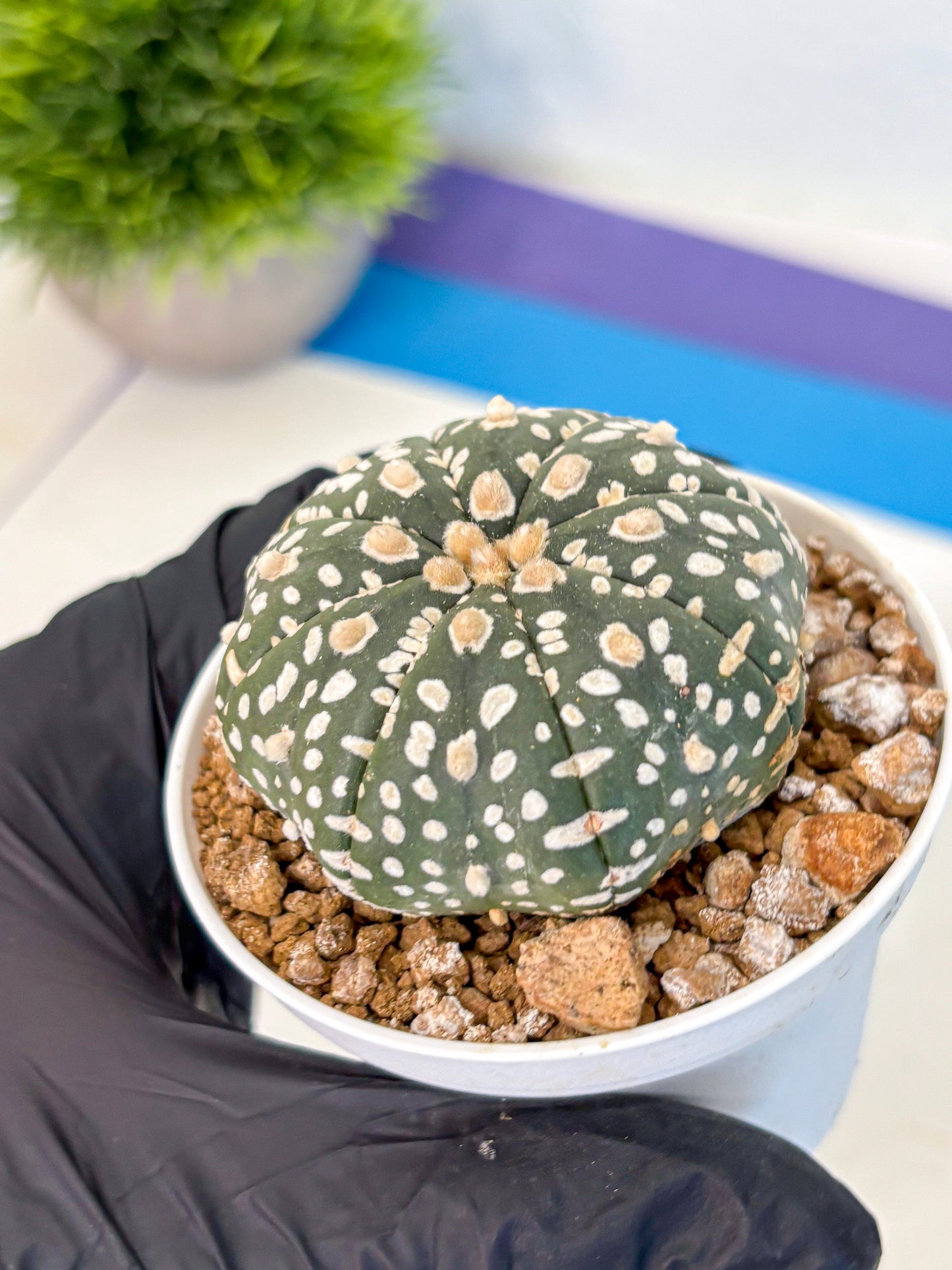 Astrophytum Super Kabuto (at1) (10) | Collection Plant | Rare Cactus