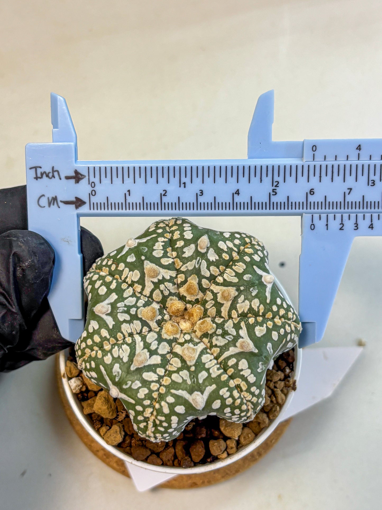 Astrophytum V Type (at4) (11) | Star Cactus