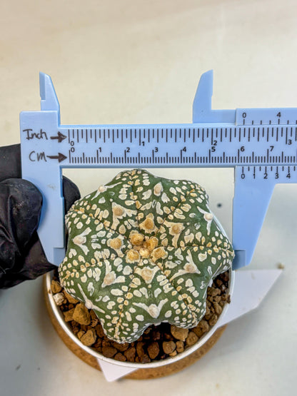 Astrophytum V Type (at4) (11) | Star Cactus