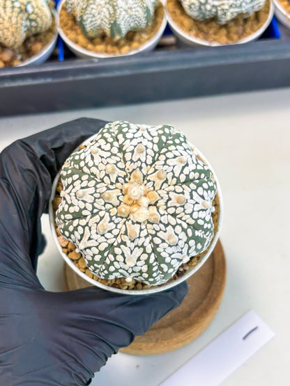 Astrophytum Star Shape (at3) (r1) | Rare Cactus