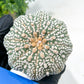 Astrophytum Super Kabuto (#T6B) | Nevada Botanical Shop | 3" Pot