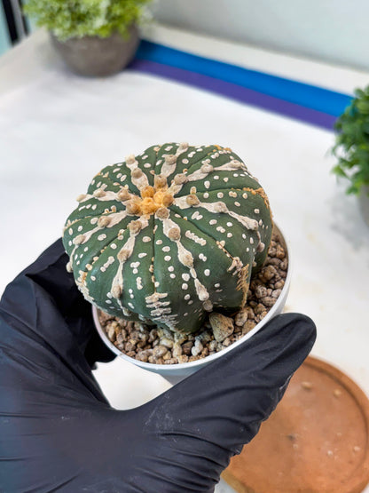 Astrophytum 5-Rib (t10) (p2) | Imported From Japan/korea