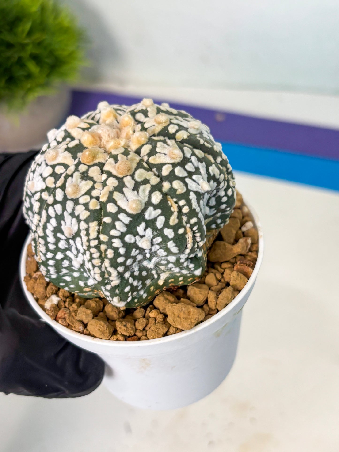 Astrophytum V-Type (at6) (r2) | Rare Star Cactus