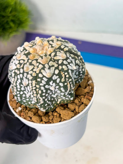 Astrophytum V-Type (at6) (r2) | Rare Star Cactus