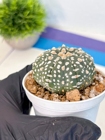 Astrophytum Super Kabuto (at1) (10) | Collection Plant | Rare Cactus