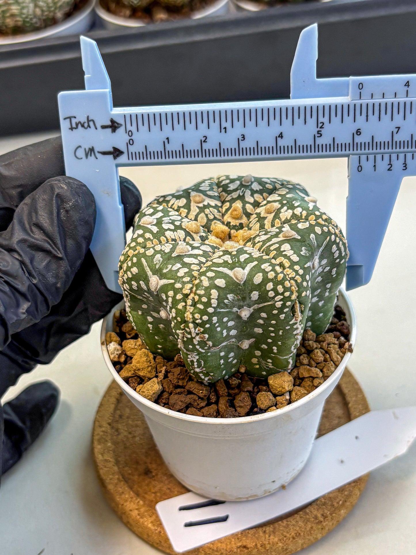 Astrophytum V Type (at4) (11) | Star Cactus