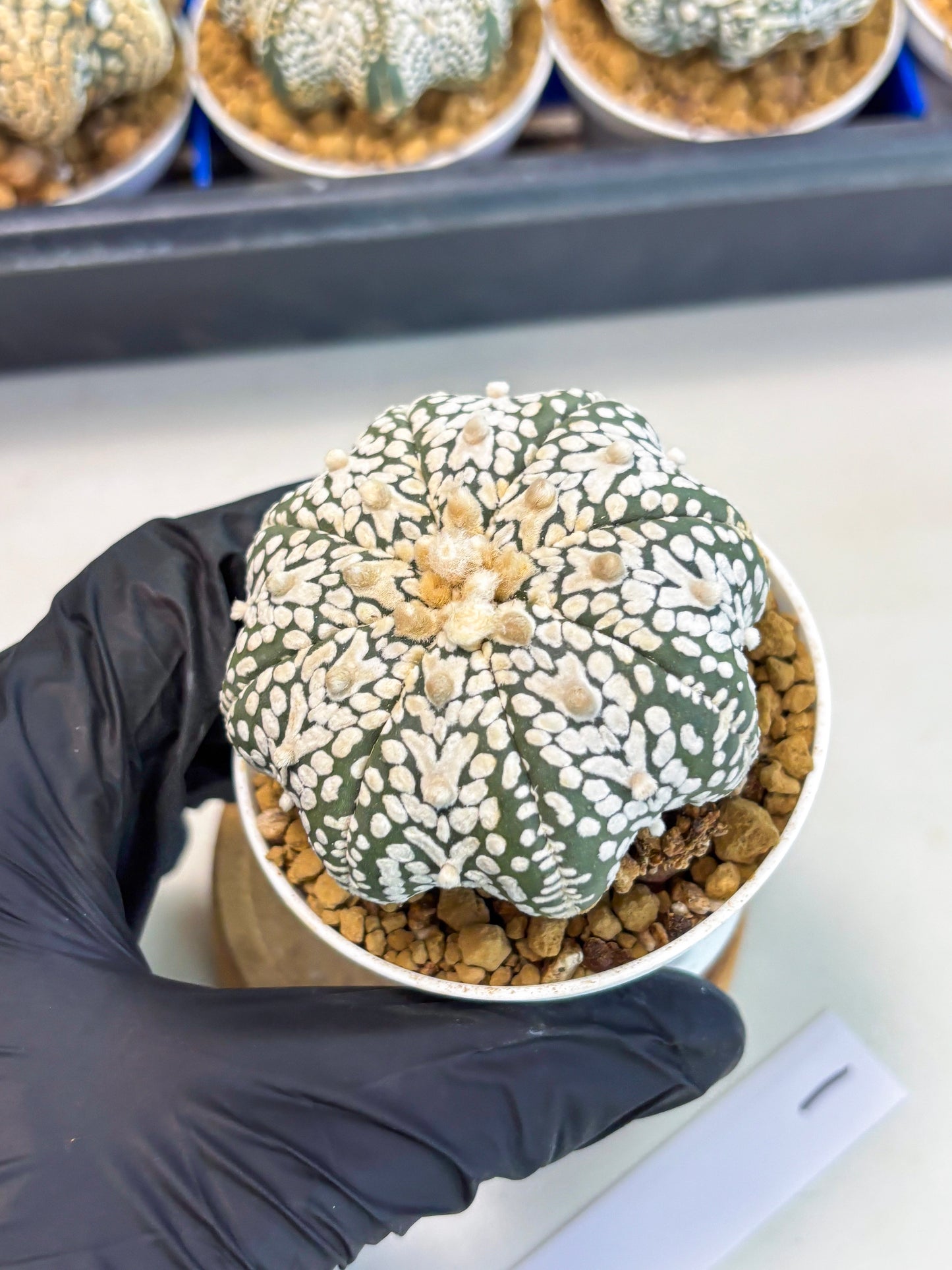 Astrophytum Star Shape (at3) (r1) | Rare Cactus