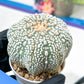Astrophytum Super Kabuto (#T6B) | Nevada Botanical Shop | 3" Pot