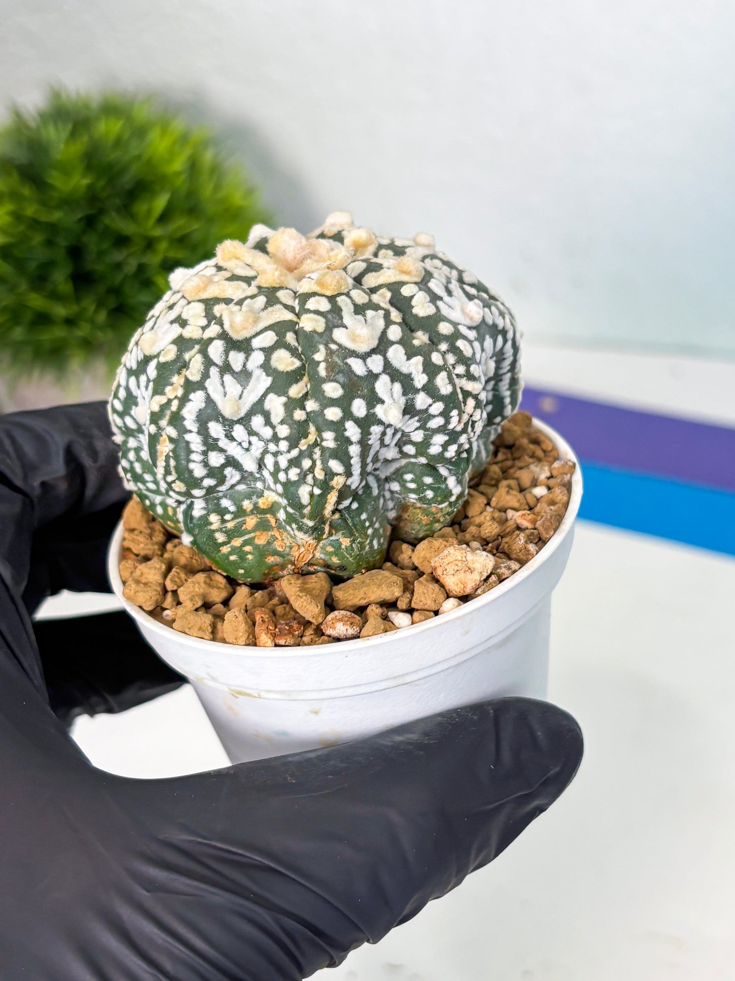 Astrophytum V-Type (at6) (r2) | Rare Star Cactus