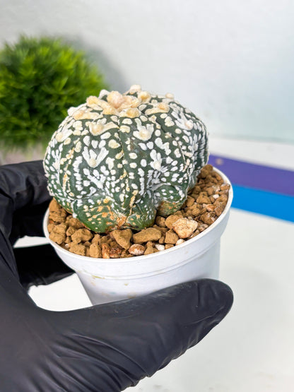 Astrophytum V-Type (at6) (r2) | Rare Star Cactus