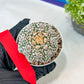 Astrophytum V-Type (#T1A) | Imported From Japan/korea | 3" Pot