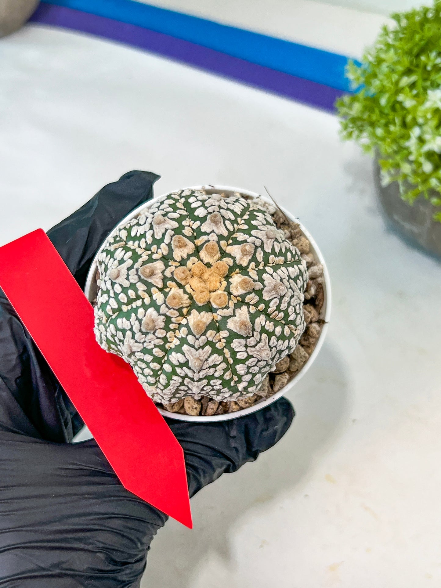 Astrophytum V-Type (#T1A) | Imported From Japan/korea | 3" Pot