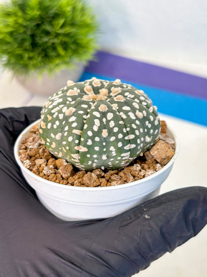 Astrophytum Super Kabuto (at1) (10) | Collection Plant | Rare Cactus