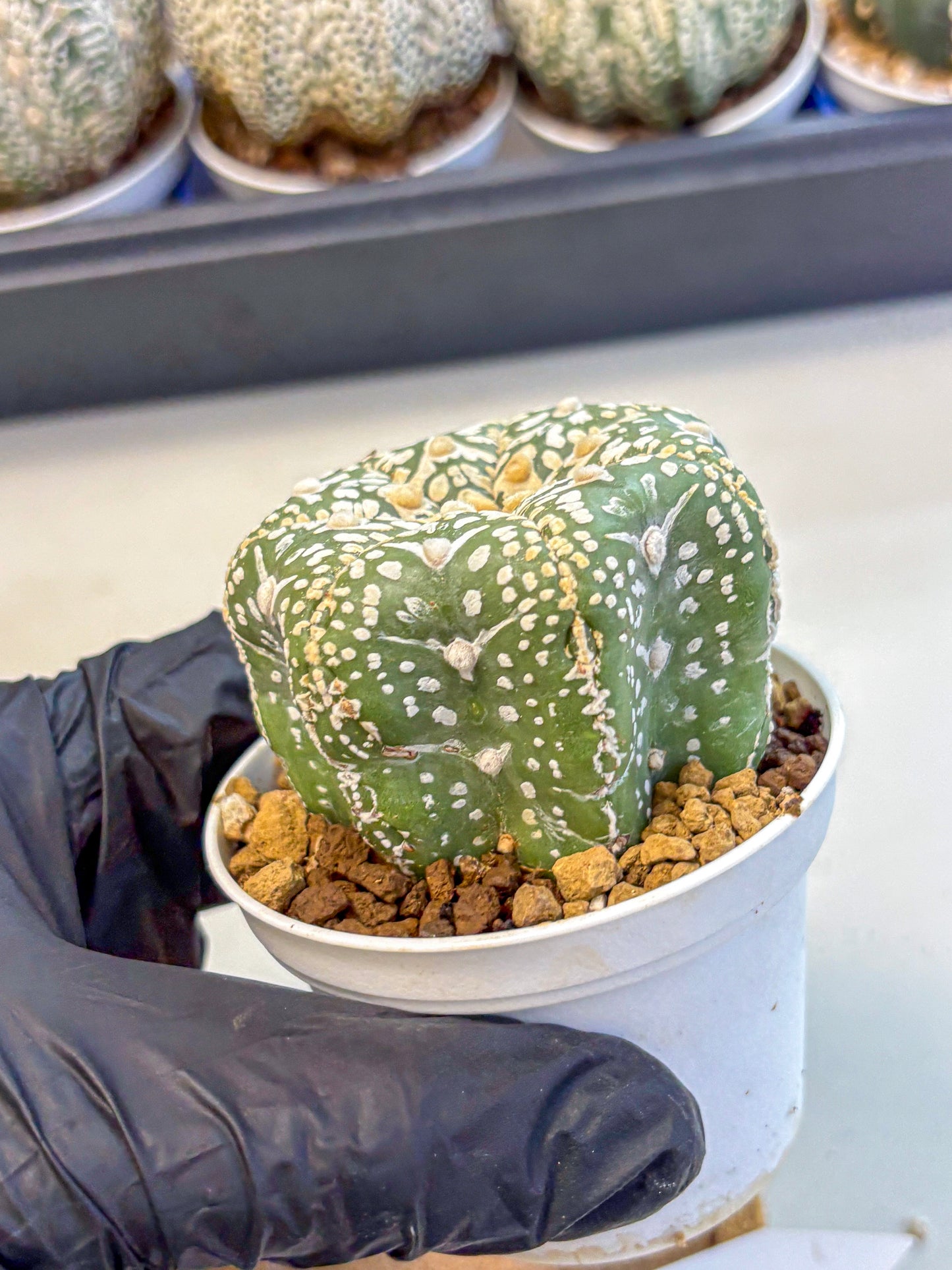 Astrophytum V Type (at4) (11) | Star Cactus