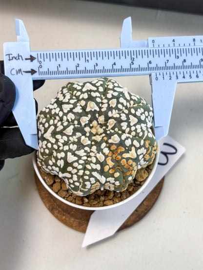 Astrophytum V-Type (at6) (r3) | Rare Star Cactus