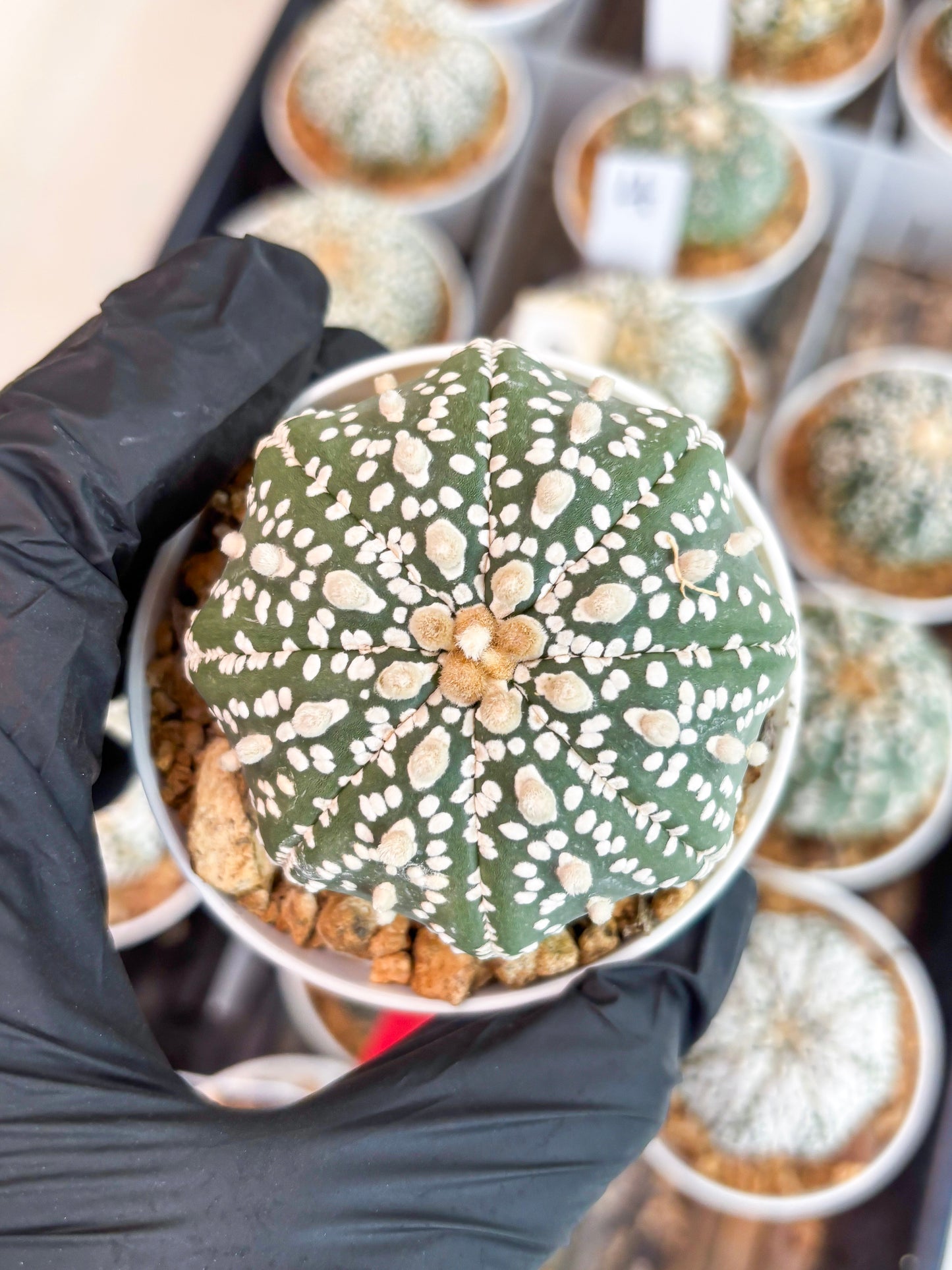 Astrophytum Super Kabuto (t12) (g1) | 3" Pot