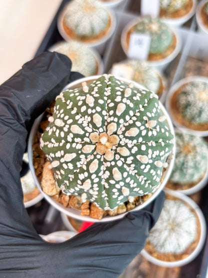 Astrophytum Super Kabuto (t12) (g1) | 3" Pot