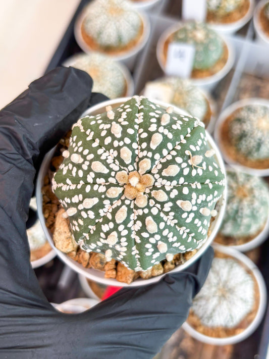 Astrophytum Super Kabuto (t12) (g1) | 3" Pot