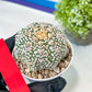 Astrophytum V-Type (#T1A) | Imported From Japan/korea | 3" Pot