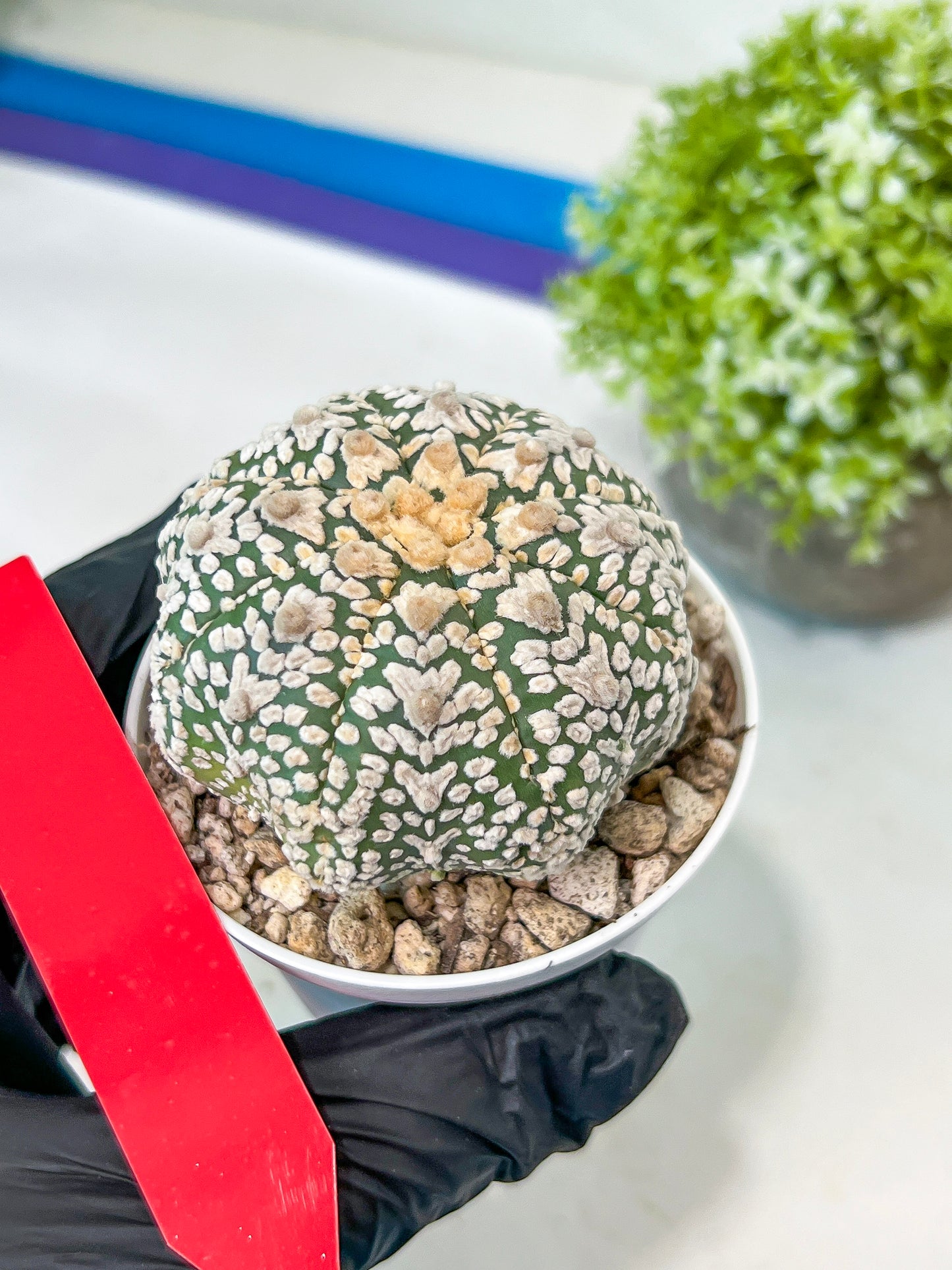 Astrophytum V-Type (#T1A) | Imported From Japan/korea | 3" Pot