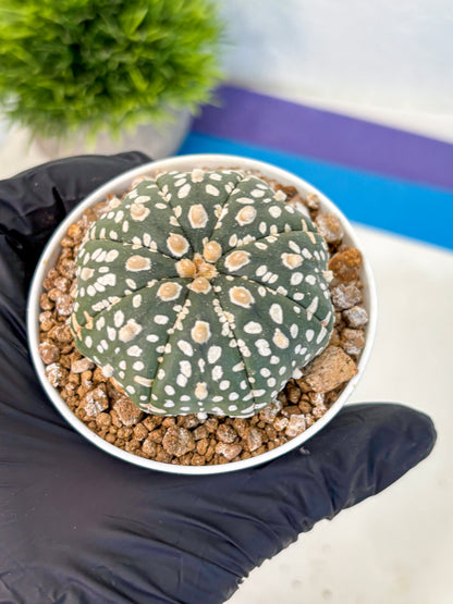 Astrophytum Super Kabuto (at1) (10) | Collection Plant | Rare Cactus