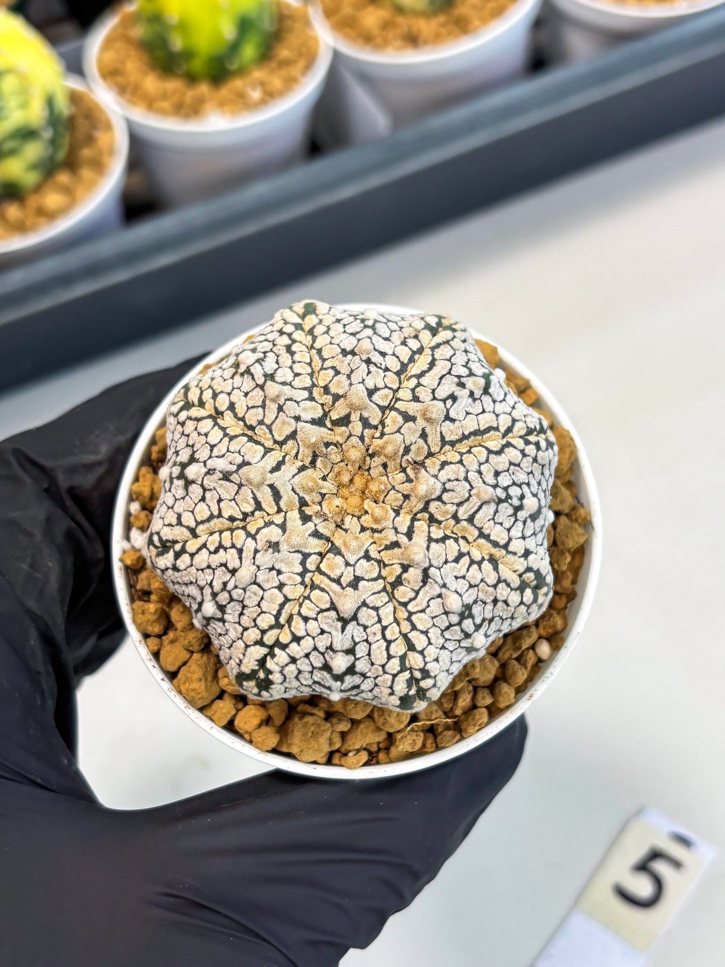Astrophytum V-Type (at1) (p5) | Imported Cactus