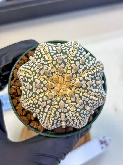 Astrophytum V Type (at5) (03) |  Sea urchin cactus