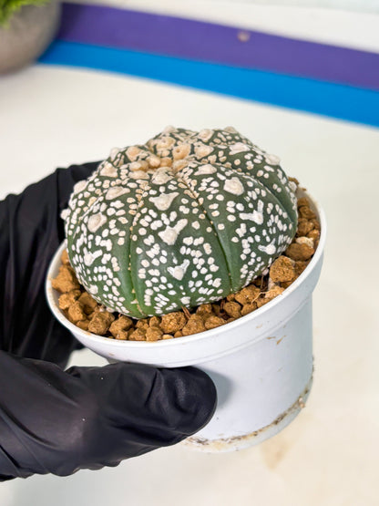 Astrophytum V-Type (at5) (p2) | Rare imported Plant