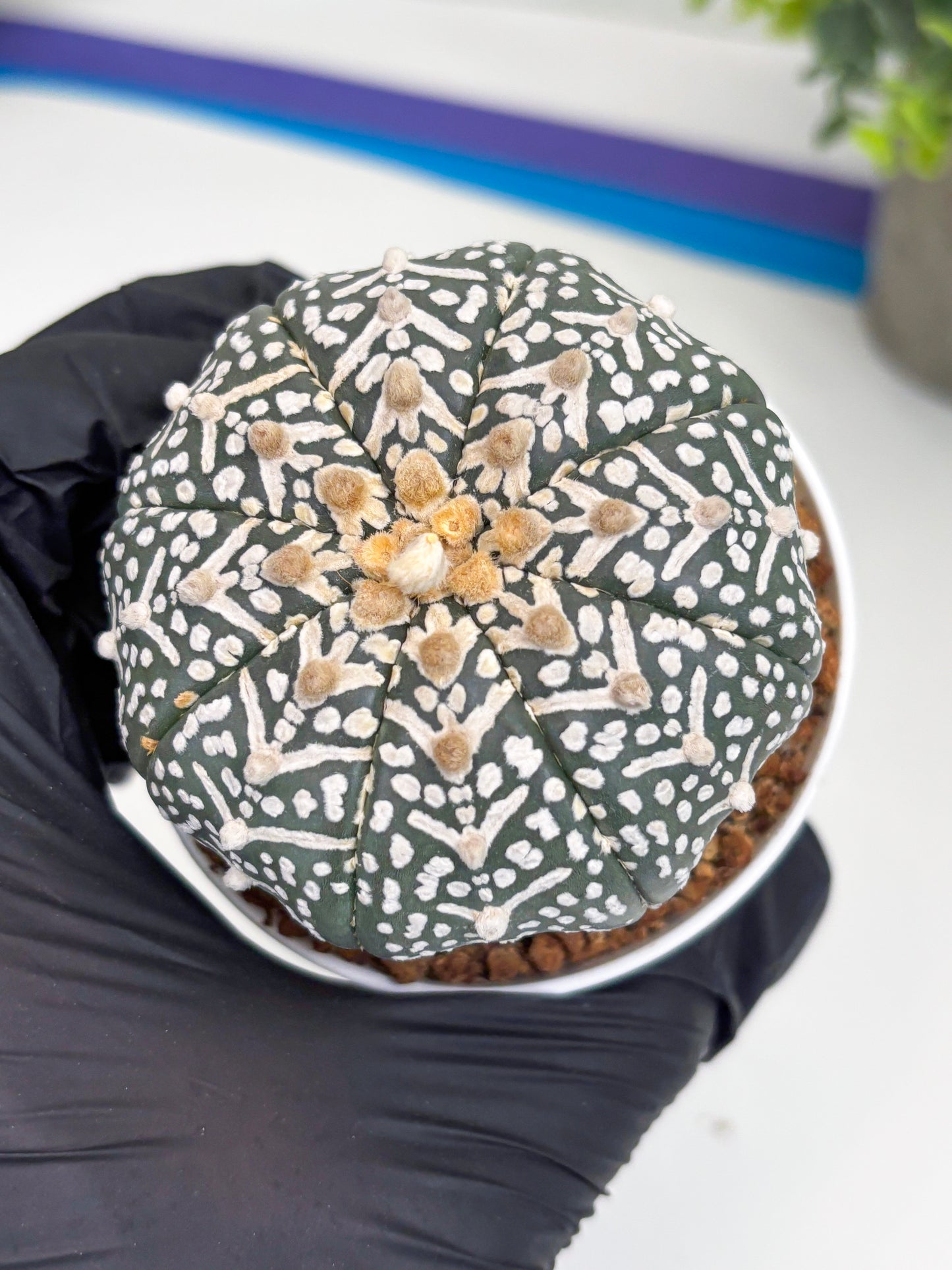 Astrophytum Super Kabuto V Type (T4) (b4) | Las Vegas Seller