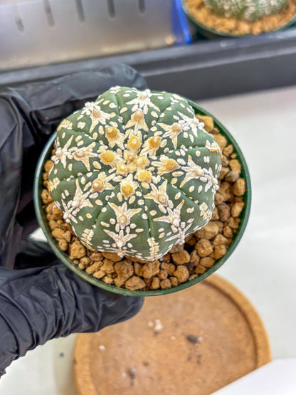 Astrophytum V Type (at2) (03) | Live Plant | Rare Collection