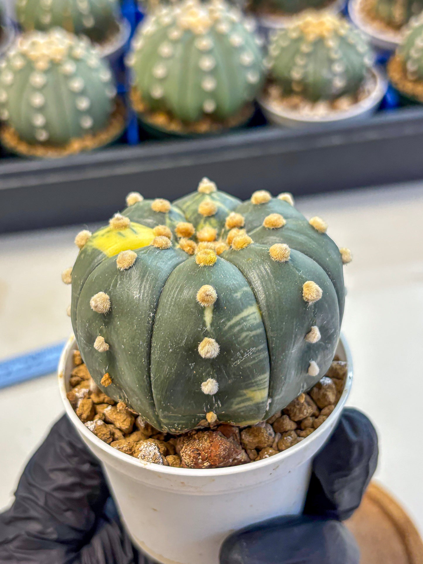 Astrophytum Variegated (at9) (03) | Rare Plant | Live Cactus