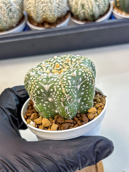 Astrophytum V Type (at4) (11) | Star Cactus